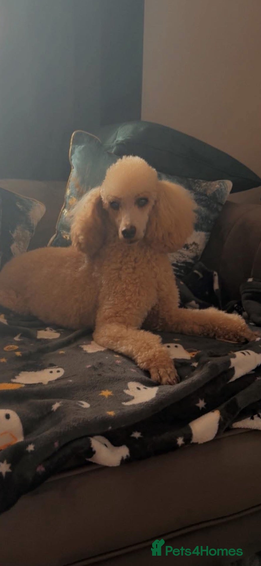 Toy Poodle dogs Miniature toy poodles  - Advert 6