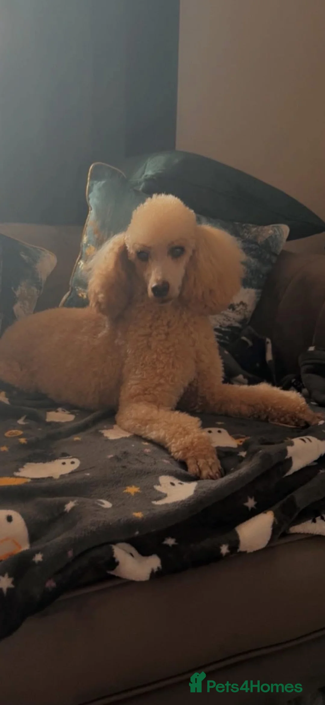 Toy Poodle dogs for sale: Miniature toy poodles  - Advert 1