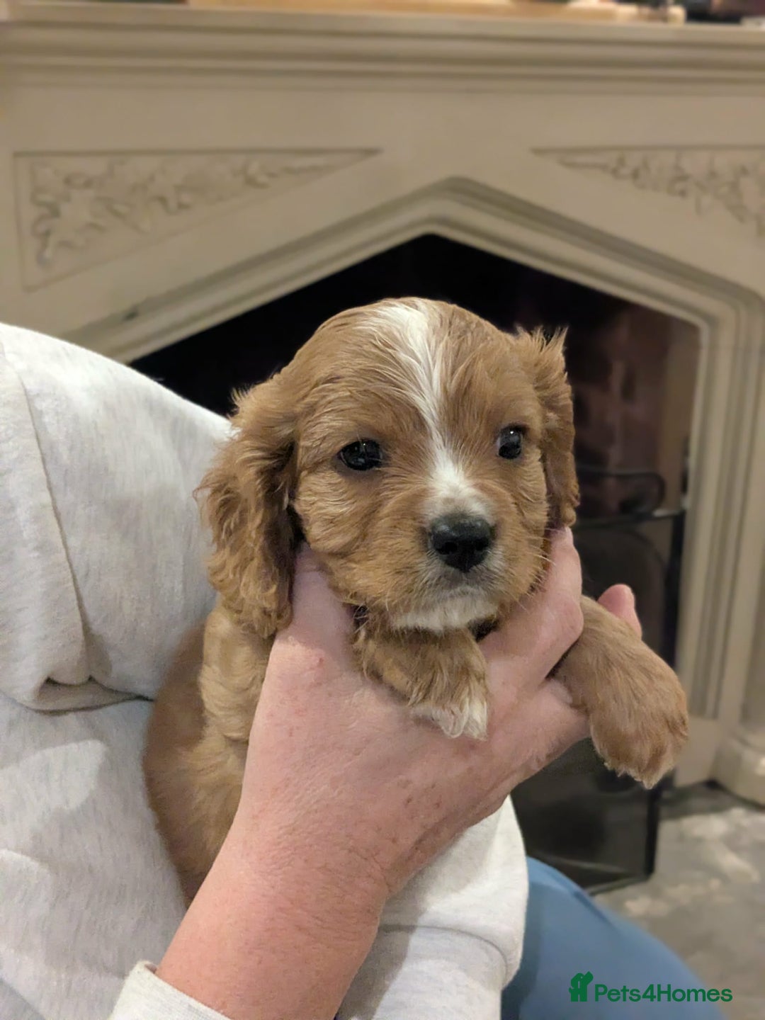 Cavapoo dogs for sale: Cavapoo  - Advert 7