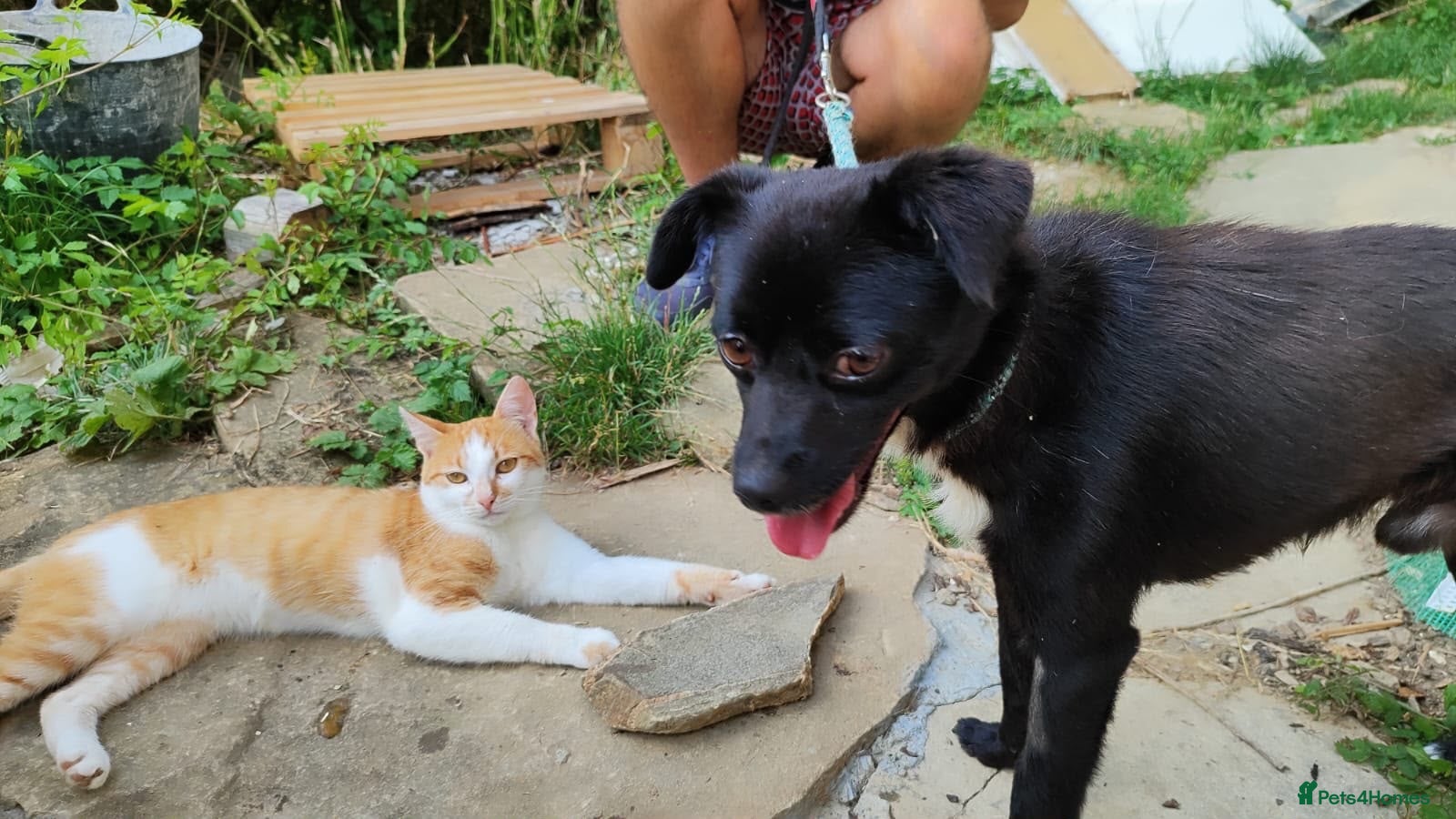 Mixed Breed dogs Little Lad Vernon - Available for adoption - Advert 1