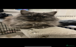 Mixed Breed cats for sale: 2 beautiful bundles of joy - Advert 2