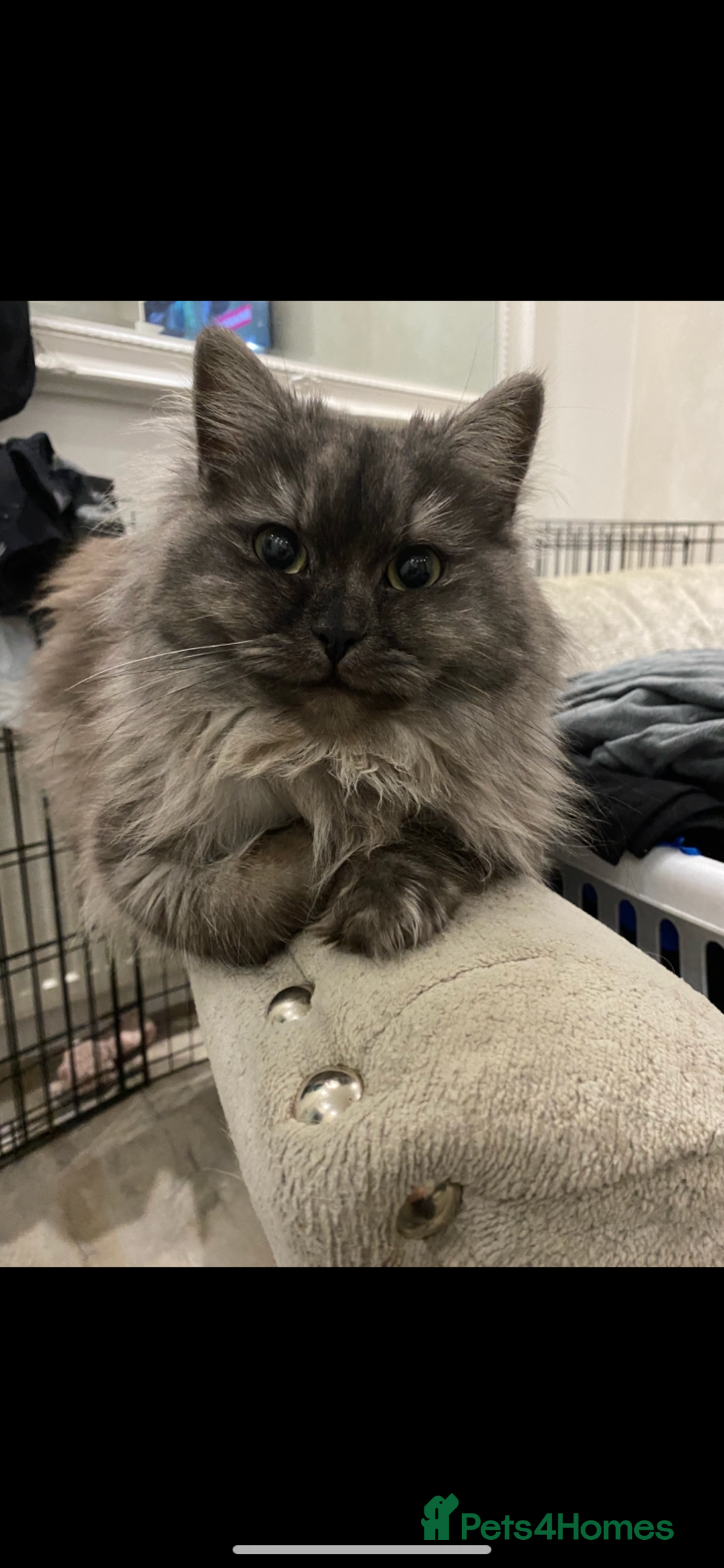 Mixed Breed cats for sale: 2 beautiful bundles of joy - Advert 2