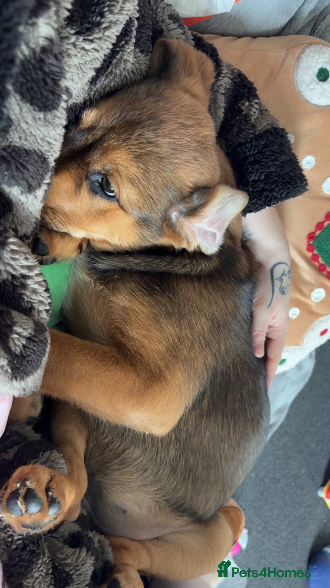 Mixed Breed dogs for sale: Skye our Rottweiler mixed female puppy - Advert 14