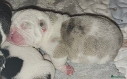 English Bulldog dogs for sale: 🌟 health tested parents 🌟 - Image 25