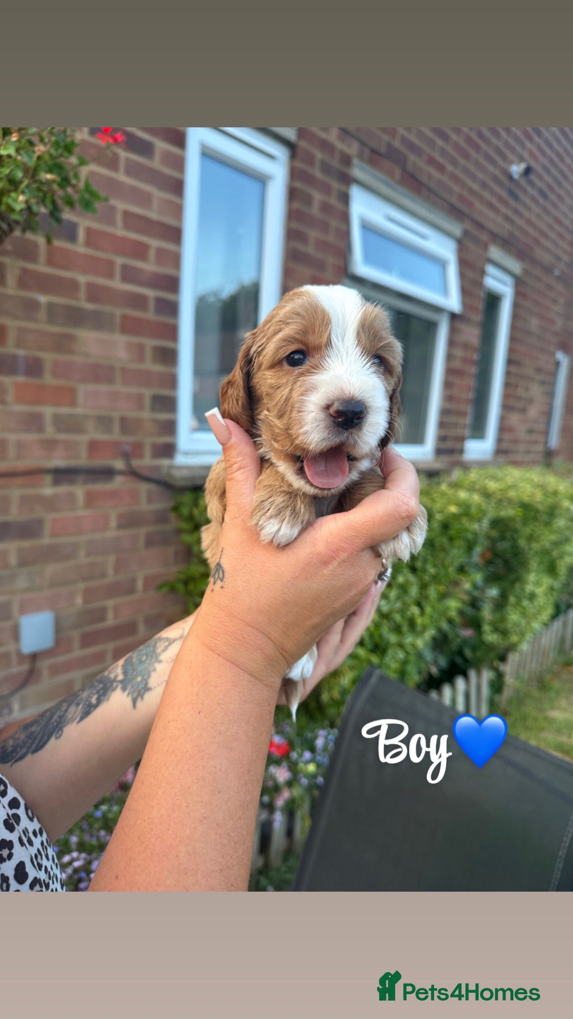 Cockapoo dogs Stunning litter of cockapoo puppies  - Advert 13