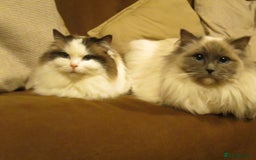 Ragdoll cats for sale: Purebred Ragdolls - Image 6