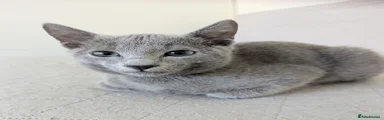Russian Blue 1