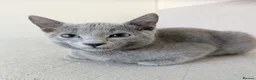 Russian Blue cats for sale: Affectionate Pedigree Kittens Ready Now - Advert 14