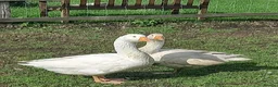 Geese poultry for sale: Young Geese for Sale - Advert 10