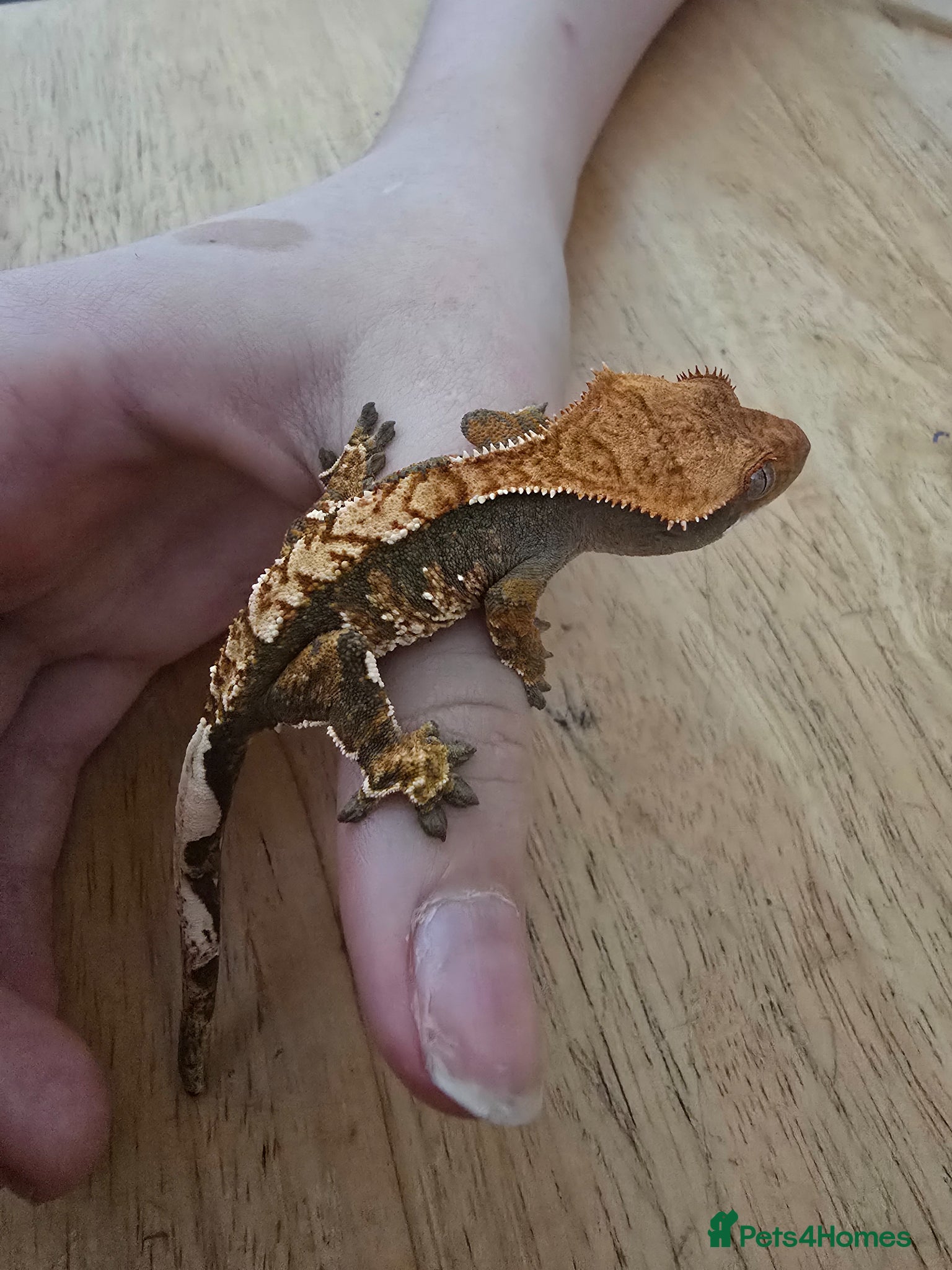 Gecko reptiles Crested gecko babies for sale - Advert 15