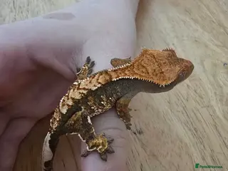 Gecko reptiles Crested gecko babies for sale - Advert 15