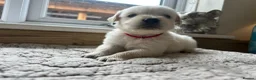 Golden Retriever dogs for sale: Gorgeous golden retriever pups - Advert 40