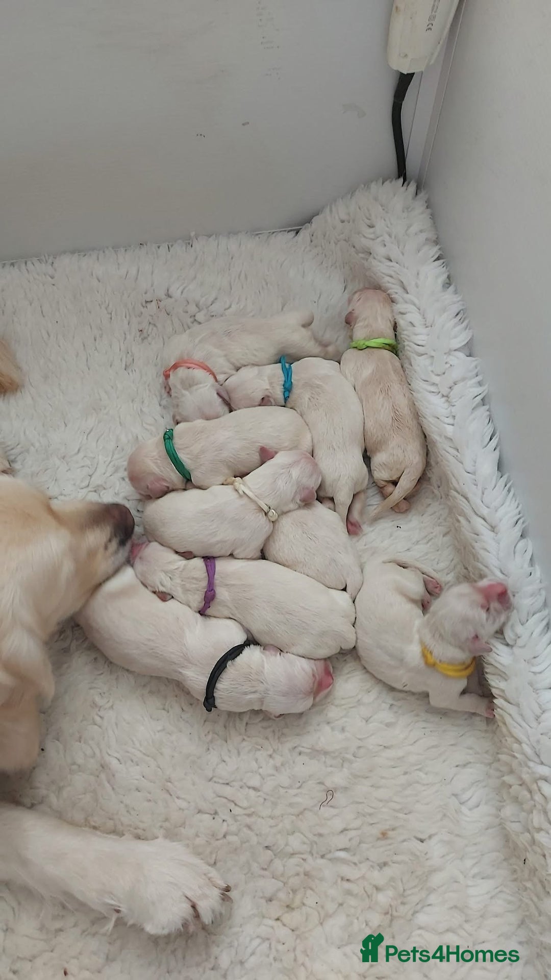 Golden Retriever dogs for sale: Pedigree Golden Retriever Puppies - Advert 2