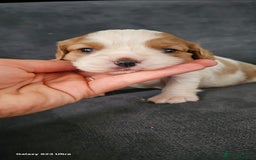 Cavalier King Charles Spaniel dogs for sale: Cavalier king Charles spaniel - Image 5
