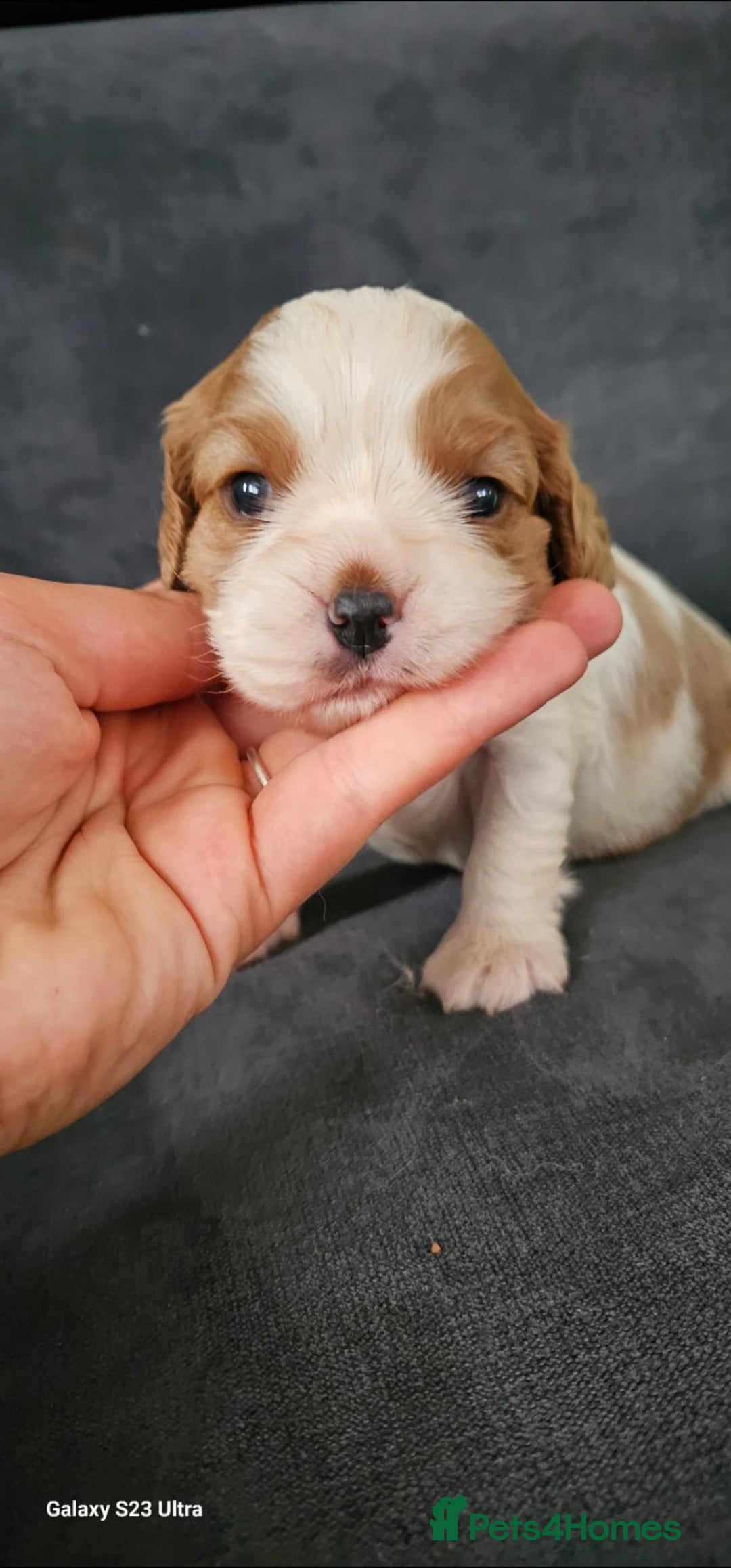 Cavalier King Charles Spaniel dogs for sale: Cavalier king Charles spaniel - Image 5