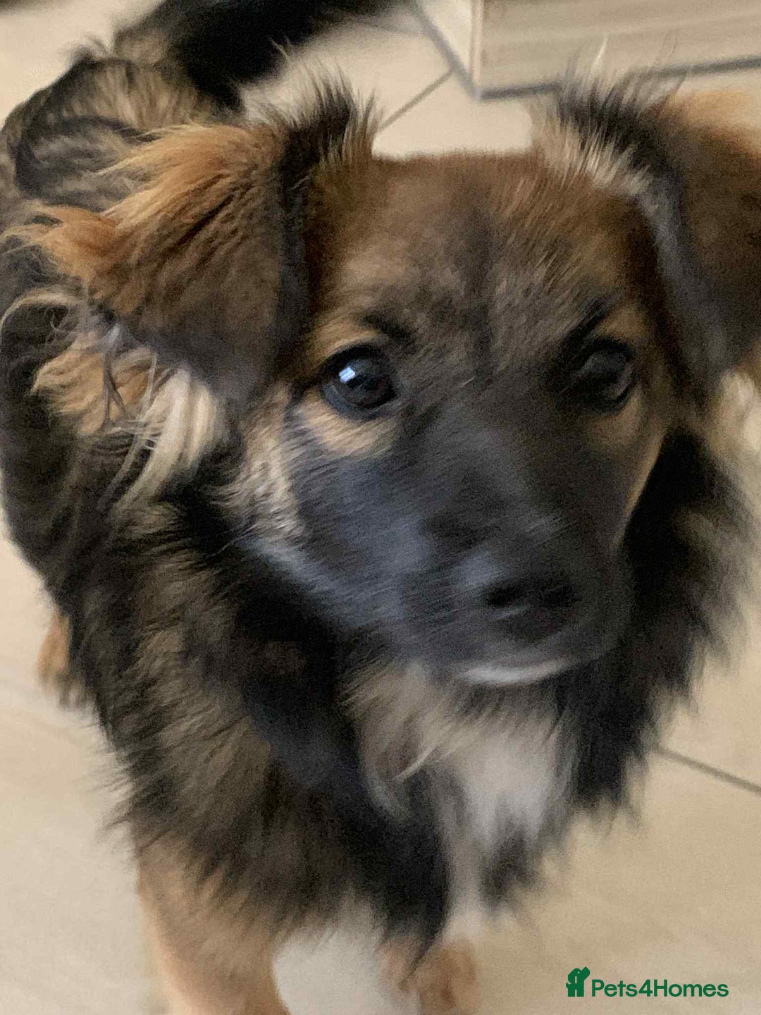 Mixed Breed dogs for adoption: 💖🐶 JENNY 🐶💖 - Image 2