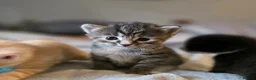 Mixed Breed cats for sale: 3 gorgeous kittens looking for their forever homes - Advert 8
