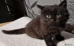 Mixed Breed cats for sale:  ✨ 3 Female Kittens Looking for Forever Homes ✨ - Advert 11