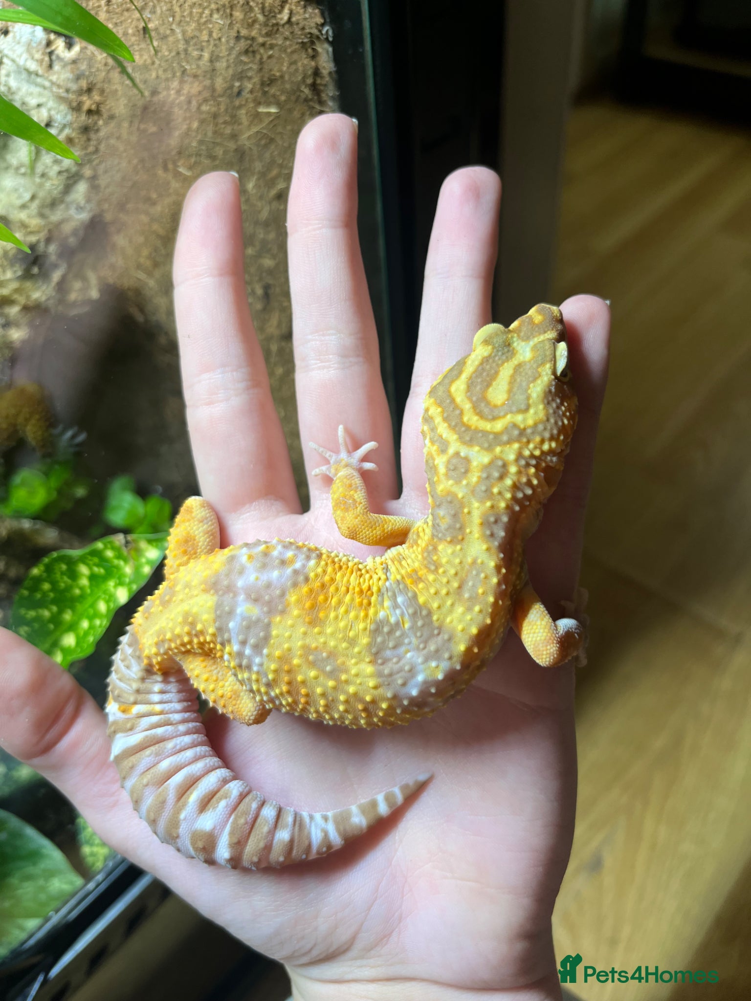 Leopard Gecko reptiles male and female leopard geckos plus tanks - Advert 9