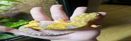 Leopard Gecko reptiles for sale: male and female leopard geckos plus tanks - Advert 7