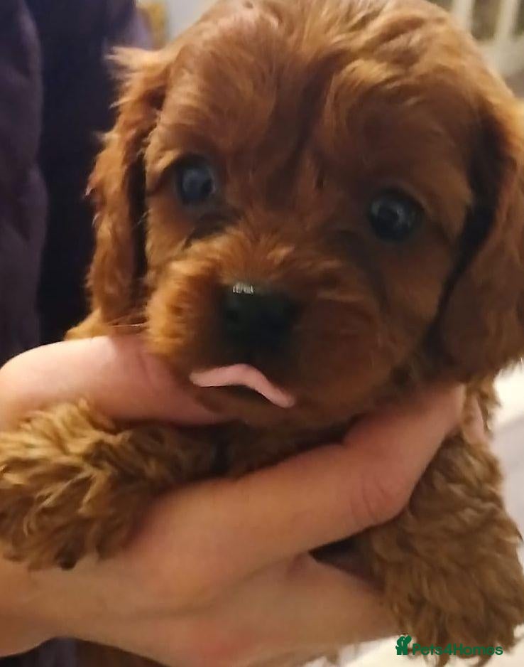 Cavapoo dogs Cavapoo puppies - Advert 2