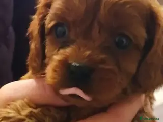 Cavapoo dogs Cavapoo puppies - Advert 2