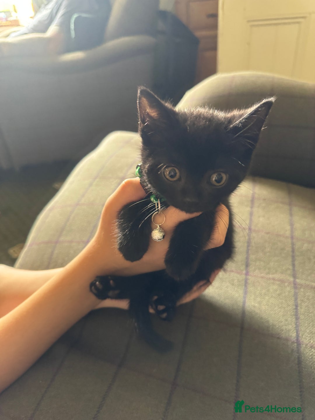 Mixed Breed cats for sale: 3 black British short haired x ragdoll kittens - Image 16
