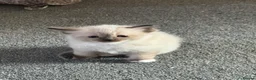 Ragdoll cats for sale: Beautiful sealpoint ragdoll kittens in Cannock - Advert 6