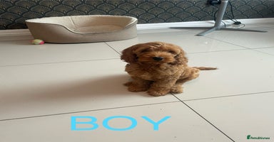 Cockapoo dogs - Advert 4