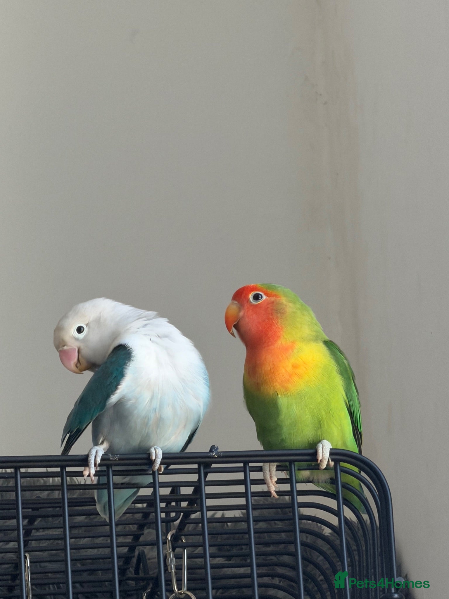 Lovebirds birds 2 gorgeous love birds  - Advert 6