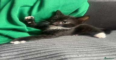 Mixed Breed cats - Advert 4
