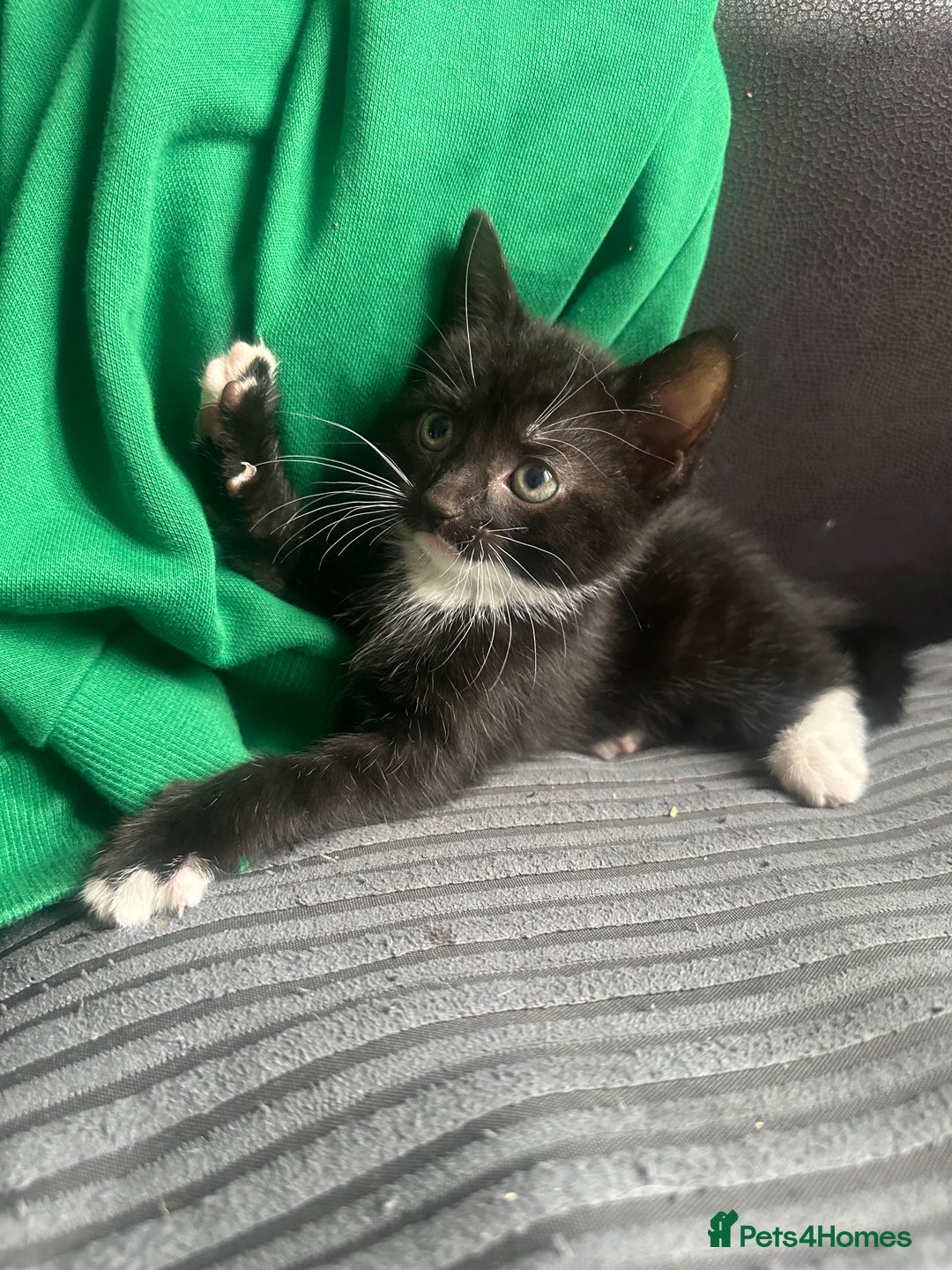 Mixed Breed cats for sale: Four beautiful kittens - Image 2