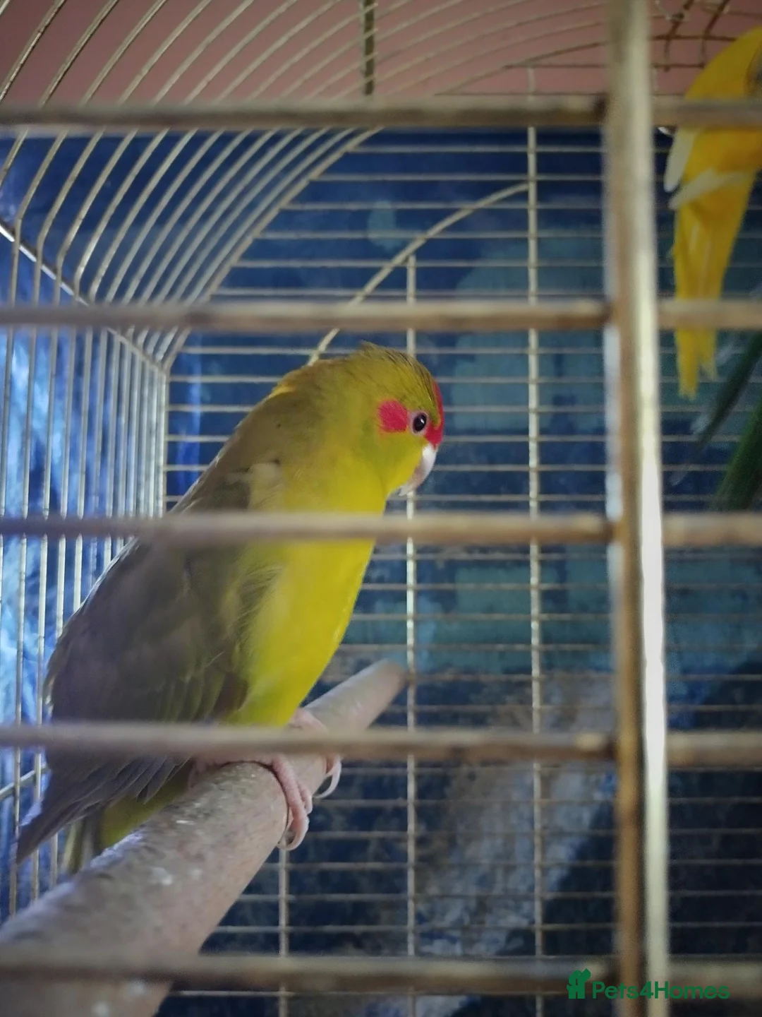 Parakeets birds for sale: For sale  - Advert 2