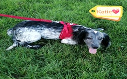 English Springer Spaniel dogs for adoption: 💖🐶 KATIE 🐶💖 - Advert 4