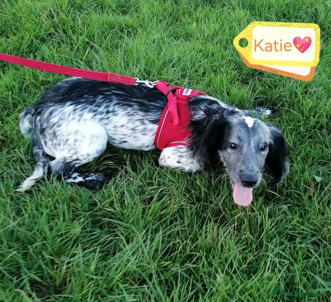 English Springer Spaniel dogs for adoption: 💖🐶 KATIE 🐶💖 - Advert 4