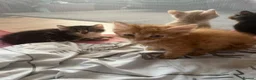 Mixed Breed cats for sale: Beautiful fluffy kittens, ready to leave now - Advert 13