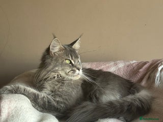 Maine Coon cats Maine coon ex queen 👸🏻 - Advert 3