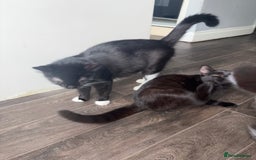 Burmese cats for sale: Small black Burmese - Image 5