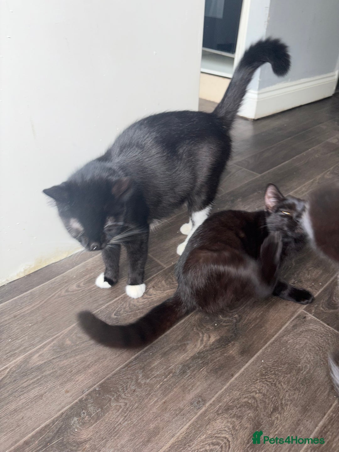 Burmese cats for sale: Small black Burmese - Image 5