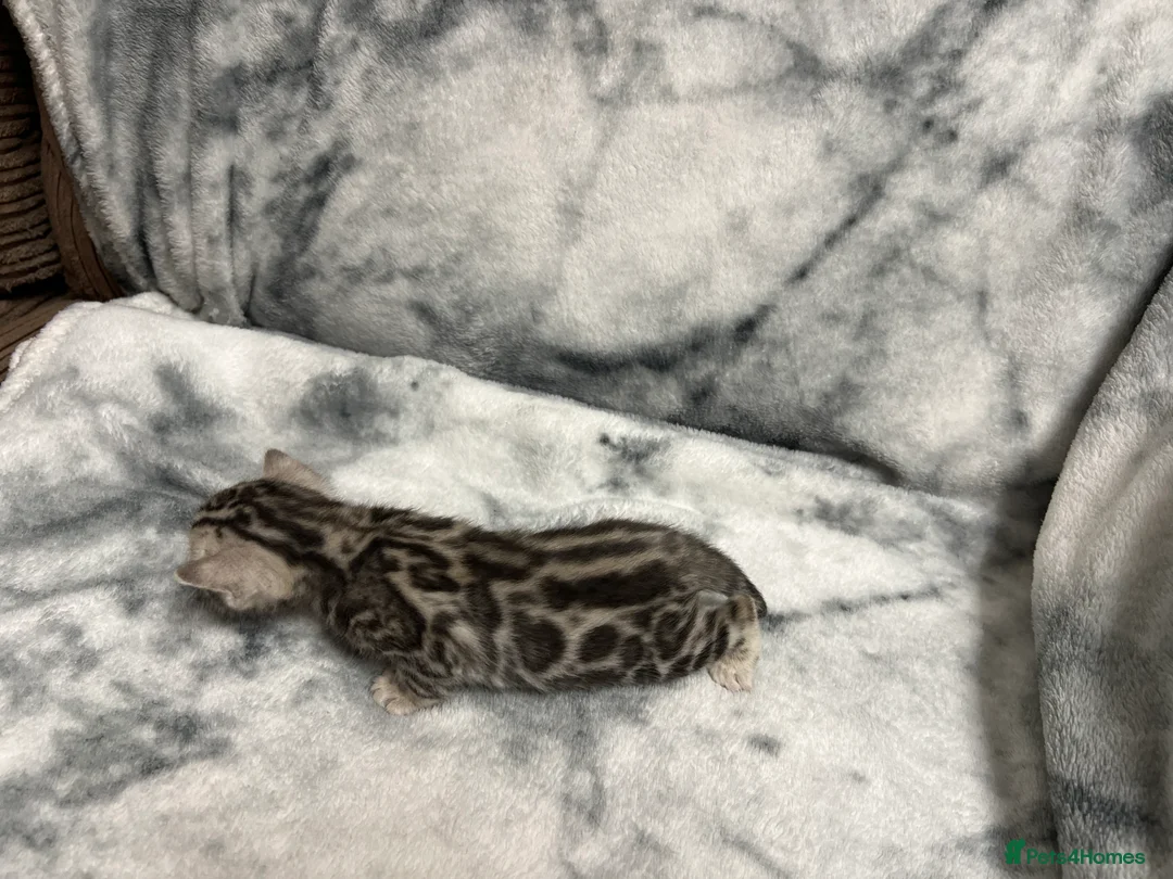 Bengal cats for sale: Bengal kittens  in Harlow - Advert 2