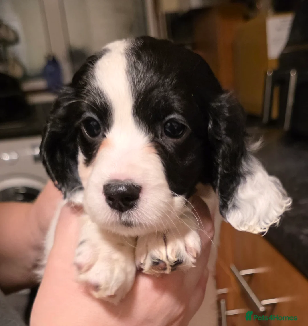 Cockapoo dogs for sale: The Magnificent fully-vaccinated Seven  in Romford - Advert 2