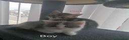 RagaMuffin cats for sale: Ragamuffin Cross Kittens in Spennymoor - Advert 5