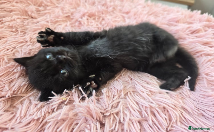 Mixed Breed cats in Rainham - Advert 18