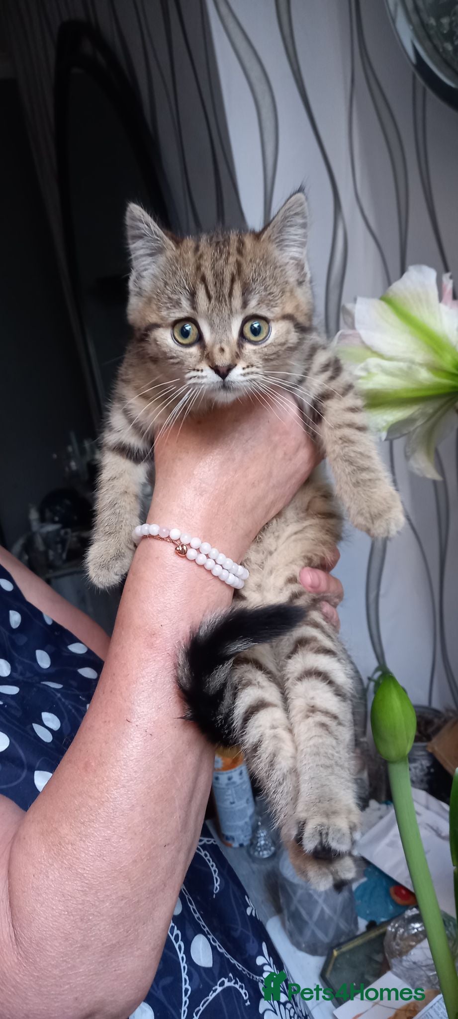 Mixed Breed cats  British shorthair X Siberian - Advert 3