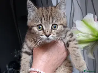 Mixed Breed cats British shorthair X Siberian - Advert 3