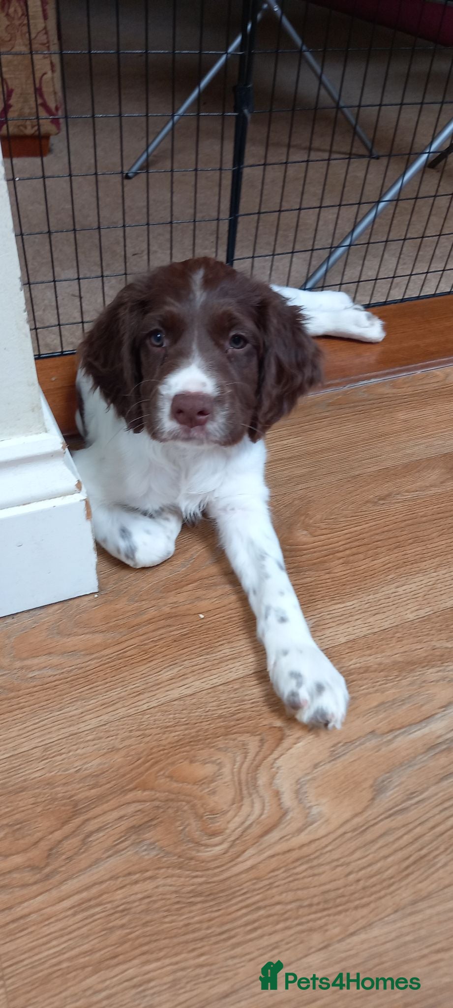 English Springer Spaniel dogs English Springer Spaniel Puppy - Advert 8