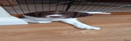 English Springer Spaniel dogs for sale: English Springer Spaniel Puppy in Eye - Advert 1