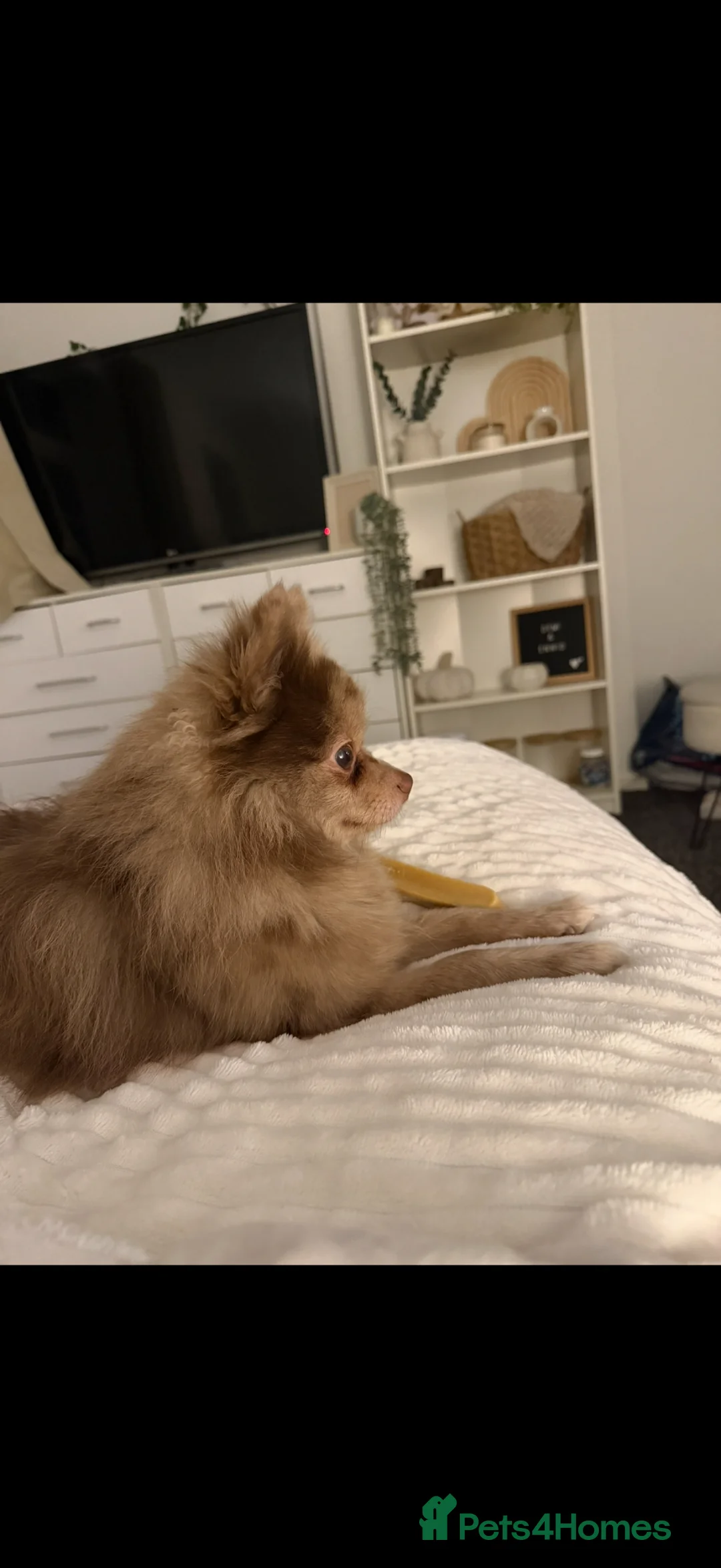 Pomeranian dogs for sale: ⭐️NOT MERLE⭐️ chocolate based sable pomeranian  in Bury - Advert 2
