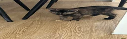 British Shorthair cats for sale: Kittens for sale  - Advert 11