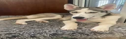 Siberian Husky dogs for sale: Siberian Husky Puppies Pure Bred Blue Eyed - Advert 3